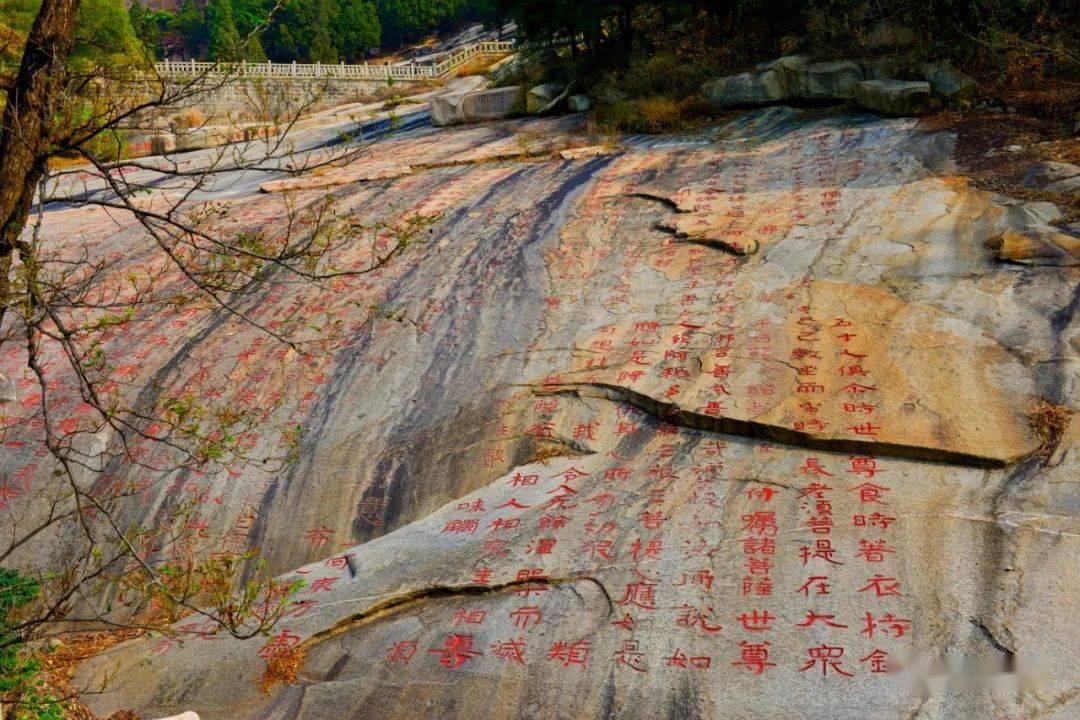 动物帮帮忙保卫家园